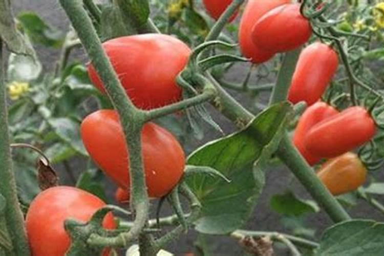 西红柿和黄瓜怎样追肥？选用什么叶面肥好？