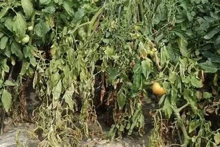 西红柿叶子发黄是什么原因