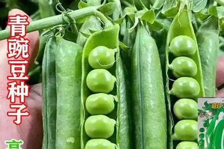 甜豌豆种植时间和方法
