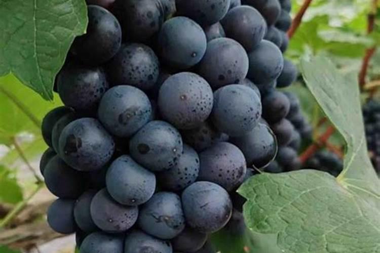 葡萄叶面肥有哪几种