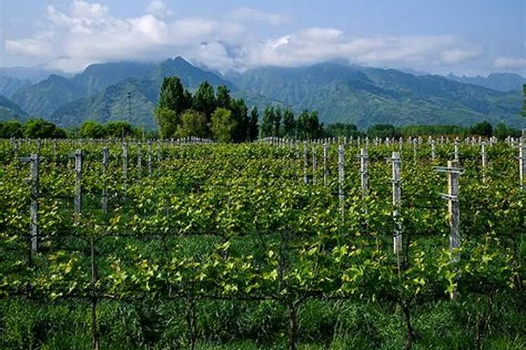 水溶肥厂家告诉你:葡萄减产的原因是什么!