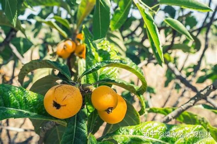 枇杷花期注意什么 枇杷管理技术介绍