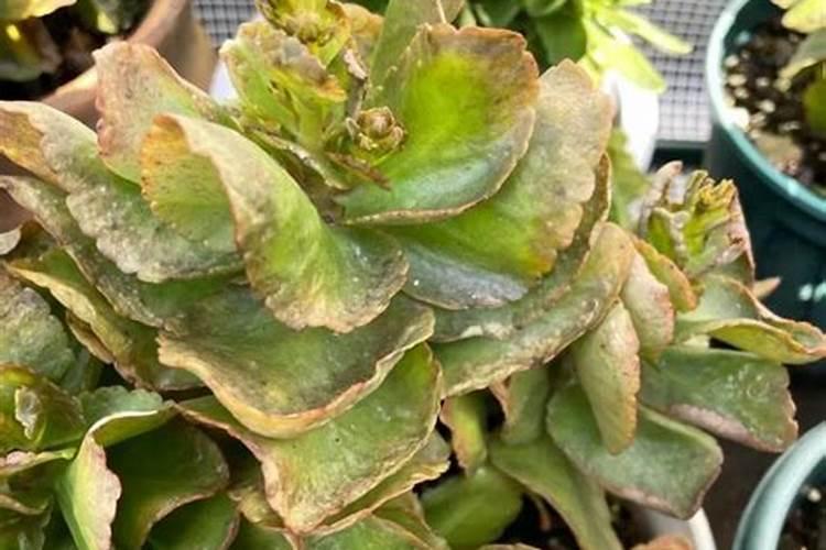 掌握好这4大注意点,长寿花叶子又大又厚!