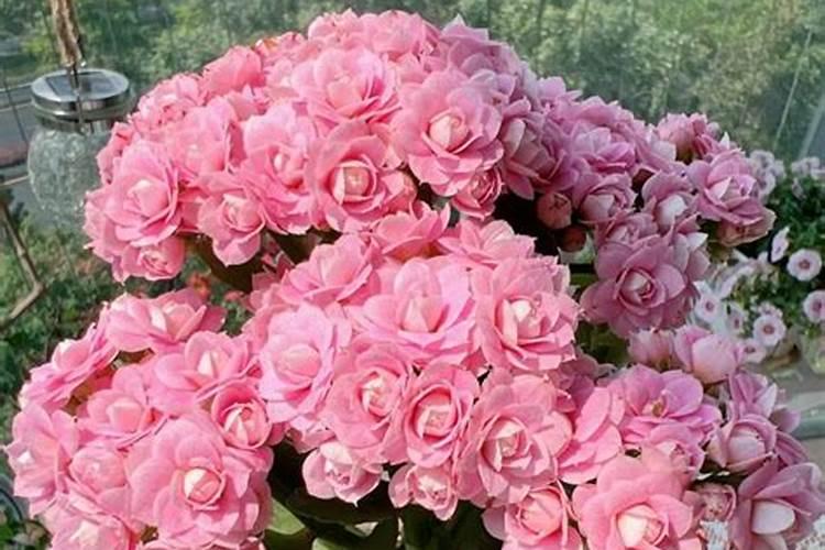 如何让长寿花叶子肥大