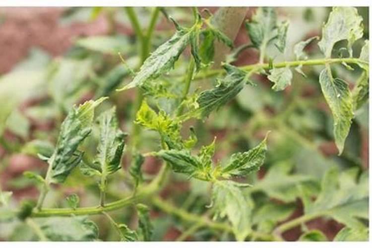 番茄卷叶最佳配方