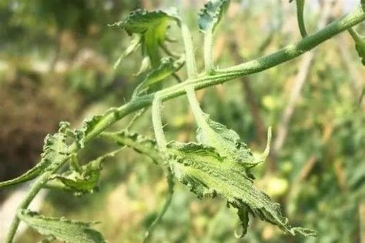 请专家看番茄卷叶什么原因