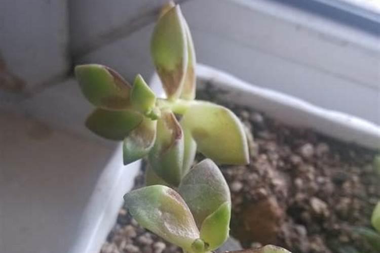 多肉佛珠怎样施肥