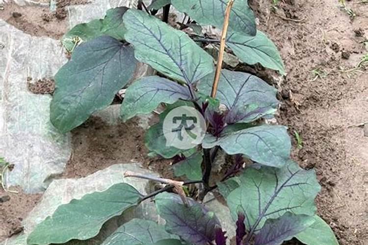 茄子如何管理才高产