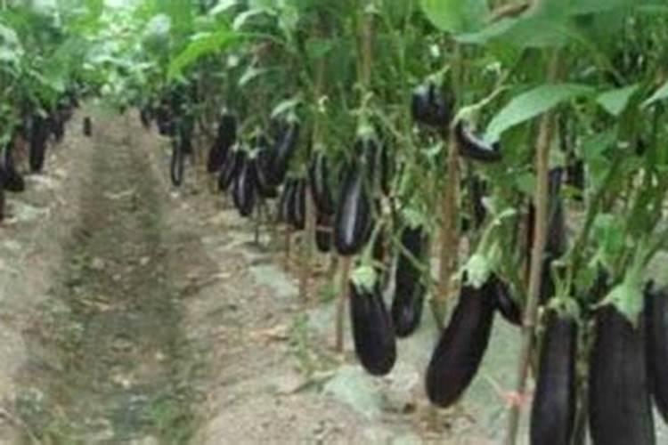 茄子种植怎么施肥才能高产