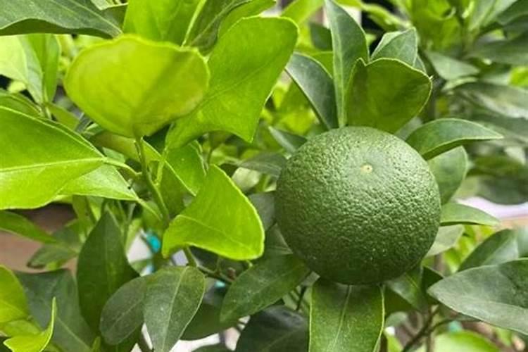 柑橘树秋肥该什么时候施 使用技巧有哪些