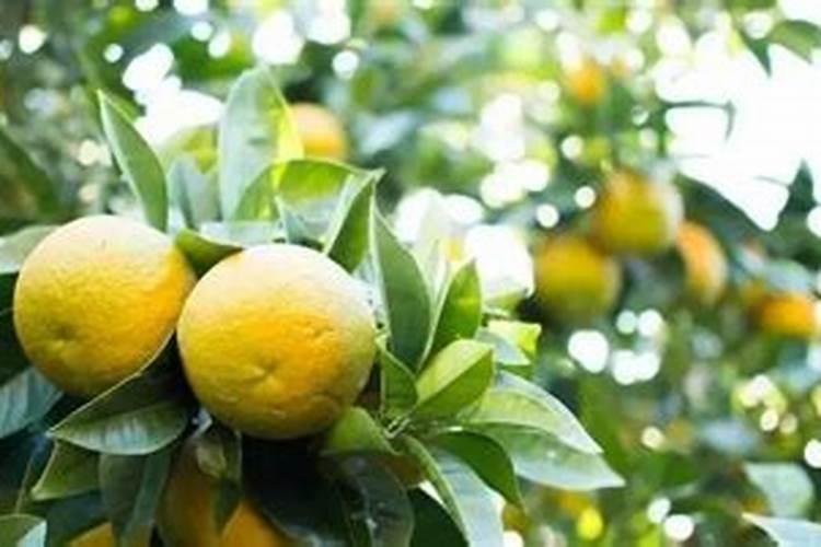 柑橘施肥时间表