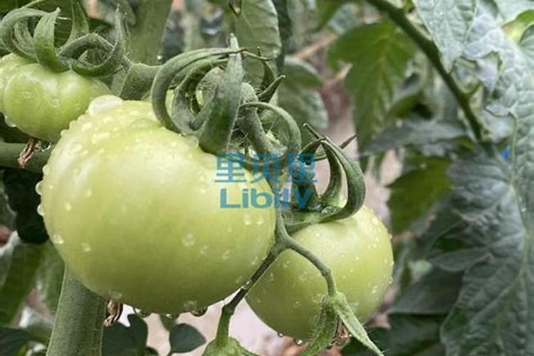 小甜瓜如何咋管理如何打结的多小甜瓜如何加管理解读