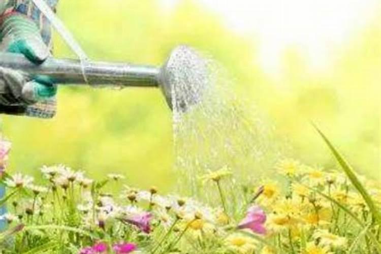 长寿花打顶后为什么不发芽？怎么办？