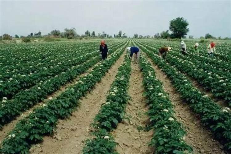 镁肥对植物的效果,镁肥和钾肥可以一起用吗