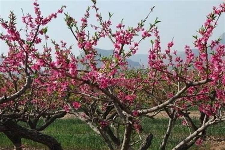 一月份移栽的桃树苗,何时是最佳施肥期？