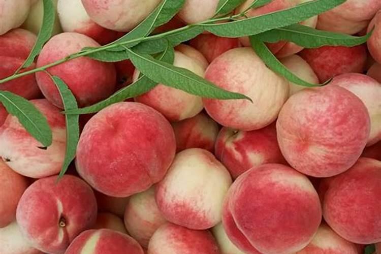 刚栽的桃树苗,可以树坑浇水施肥吗？