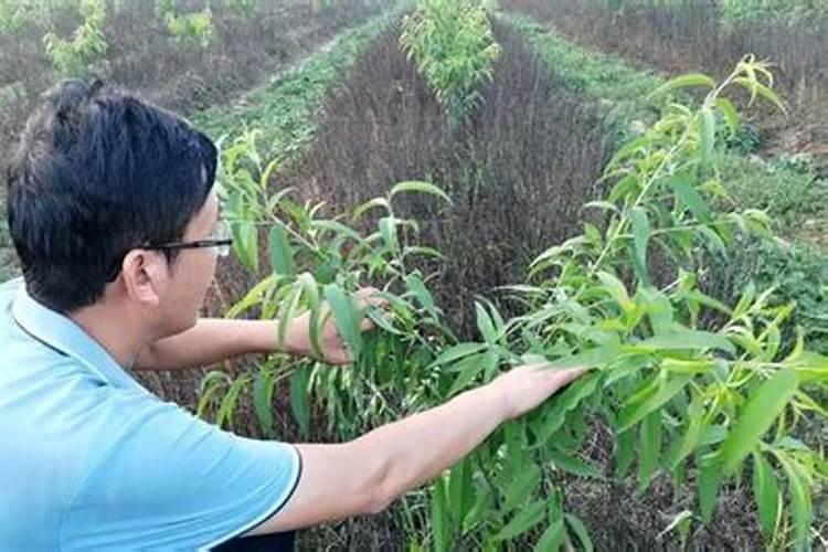 新栽的桃树能不能施肥？为什么？