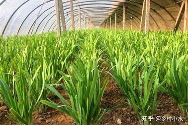 韭菜采收后施什么肥料长得快