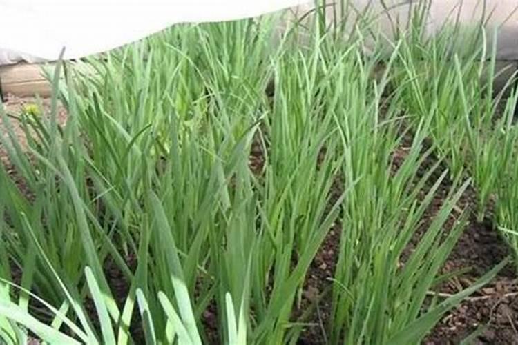 蕲春唯艾科技:淘米水不能直接种植蔬菜浇花？那正确的用法是什么百度知 ...