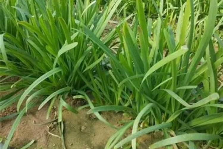 韭菜用什么肥料长得好