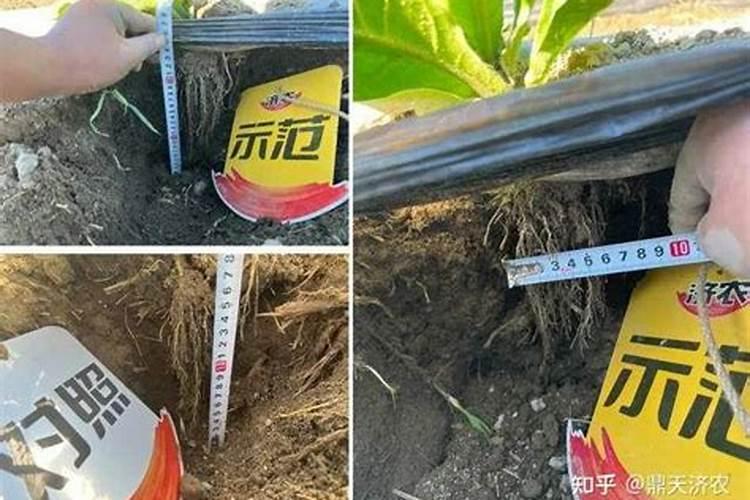 红辣椒种植与管理