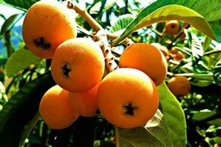 枇杷树该如何种植才能高产？有哪些技巧呢？