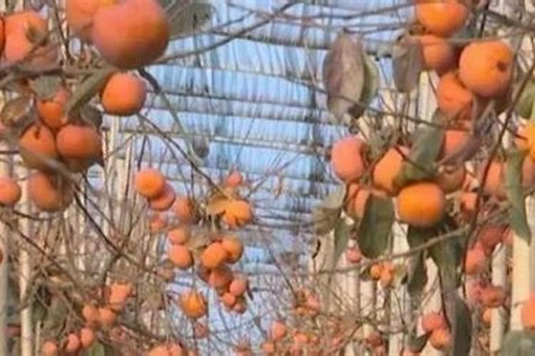 大棚柿子用哪种冲施肥比较好