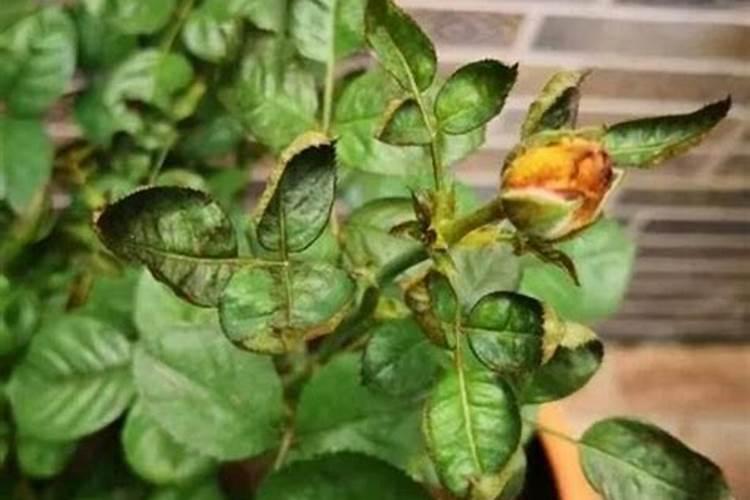 开春了月季新芽嫩叶能用磷酸二氢钾喷施吗？