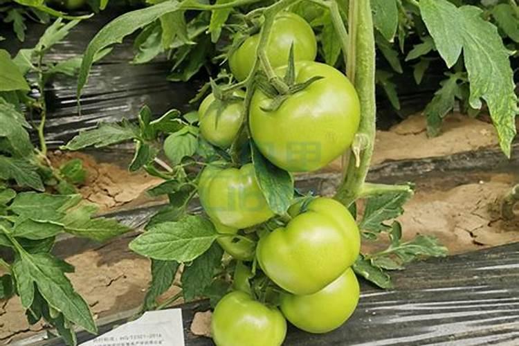 刘阳生北京大学教授