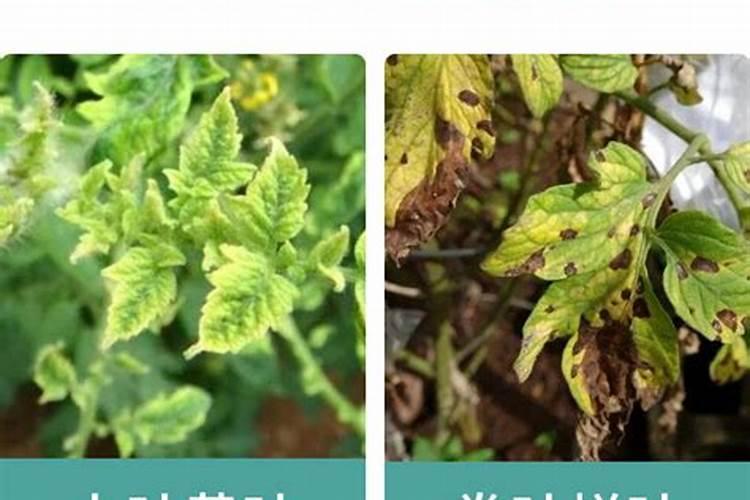 洋葱能使用波尔多液杀菌吗