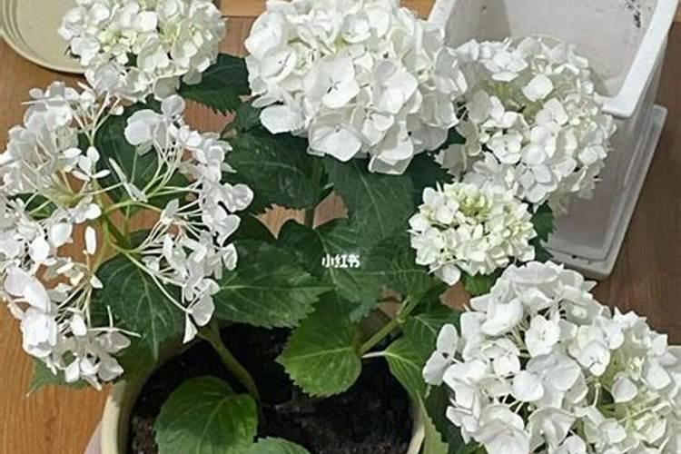 绣球花干枯焦叶怎么处理