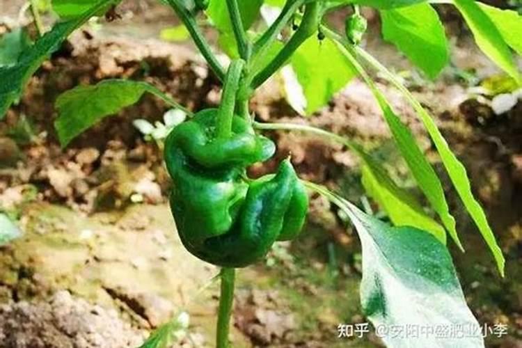 草莓柿子苗接的果畸形怎么办