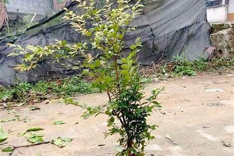 嘉宝果发芽前喷多效唑能促花宝果吗？