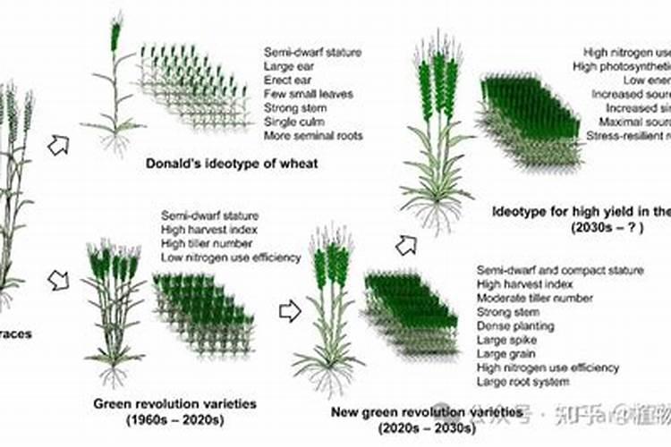小麦扬花期可以施氮肥吗 能不能撒施尿素