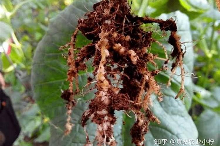根结线虫根结线虫病