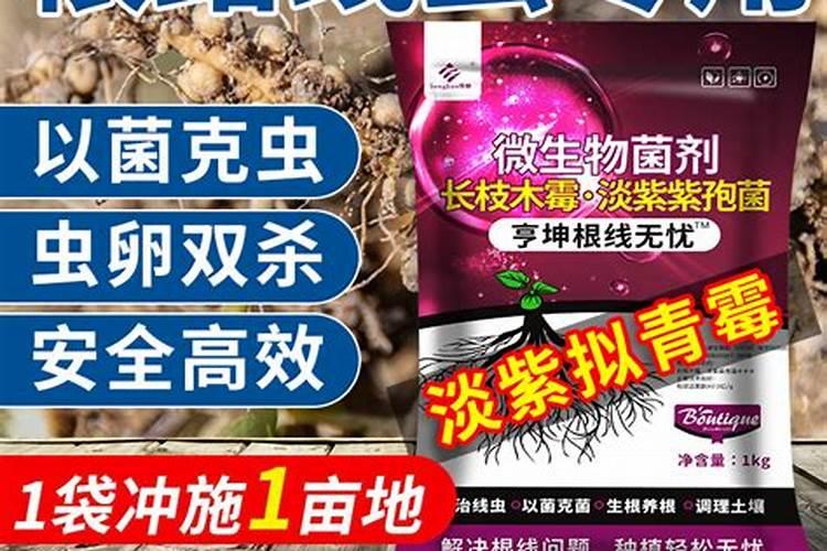 请教根结线虫怎么治？