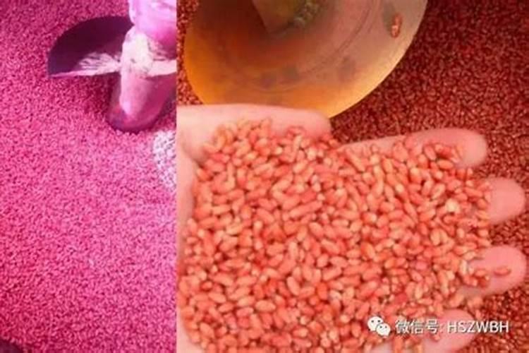 大量元素水溶肥料和含氨基酸水溶肥拌种