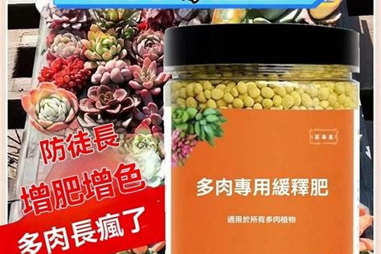 多肉植物增色(多肉植物增色剂)