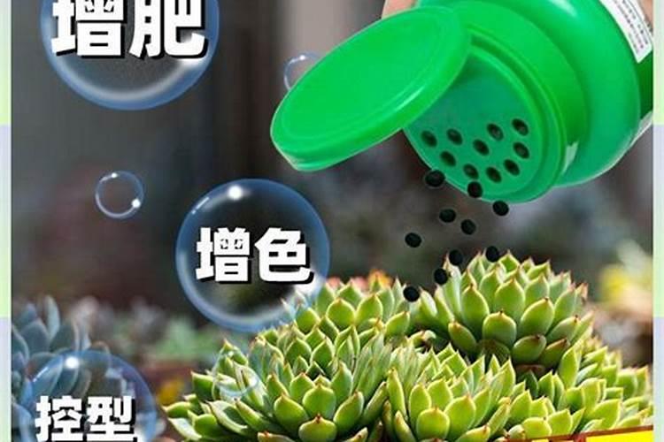 景天科多肉的种植方法