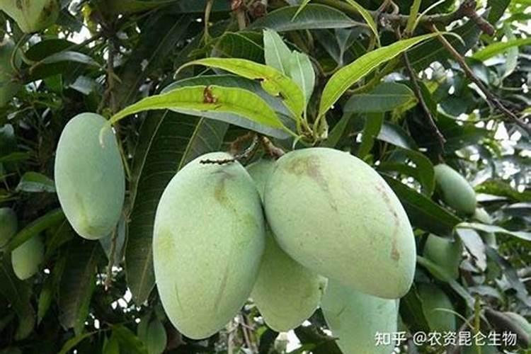 芒果树苗叶子掉光还能补救不 如何让芒果幼苗正常生长
