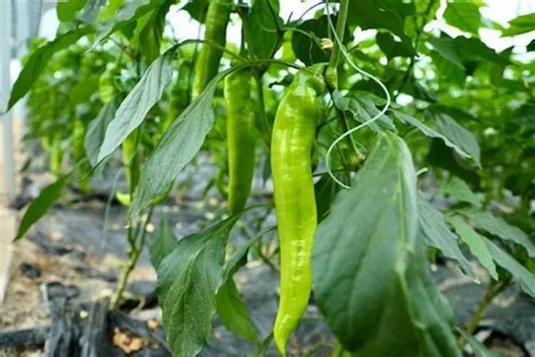 辣椒花期果期保花保果用磷酸二氢钾或糖醇硼多少克