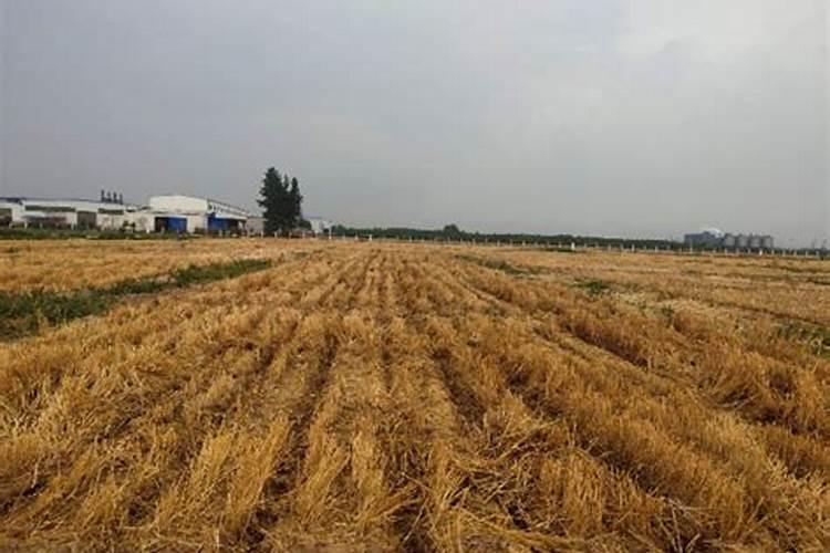 小麦各个时期施什么肥,怎么施肥好