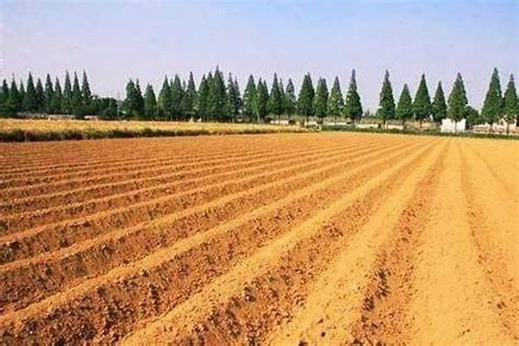 种红薯如何使用钾肥