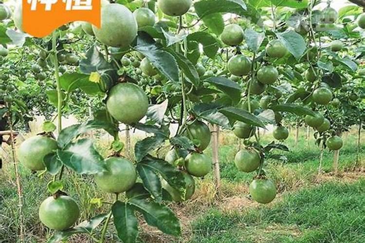 百香果施什么肥果实才能长的大