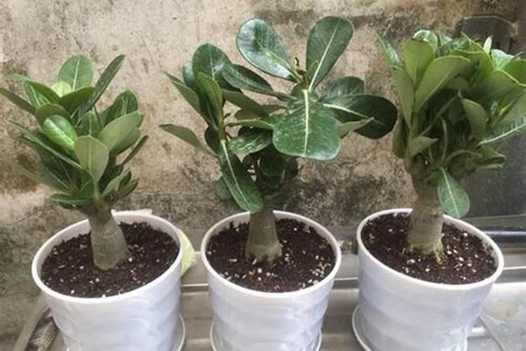 沙子地种棉花应该怎么施肥？