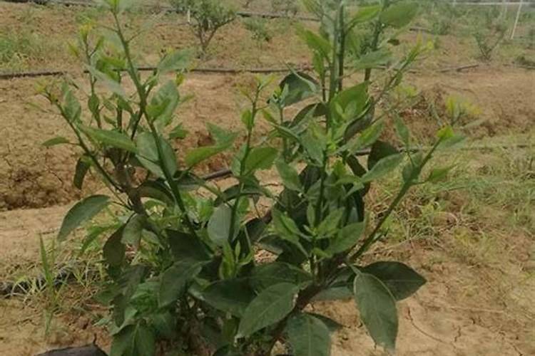 荔枝树苗种植方法 荔枝树苗如何种植