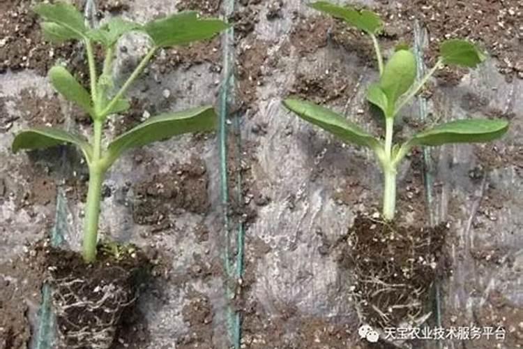 在西瓜开花坐瓜期,怎样缓解裂瓜、早衰问题？需要注意什么？