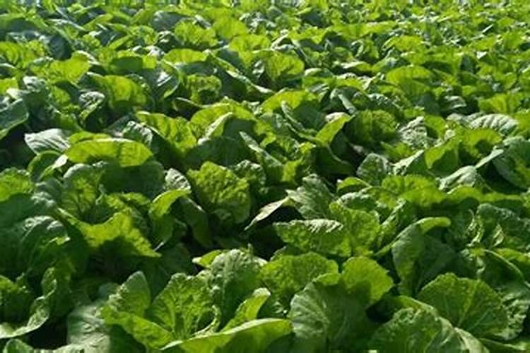 大白菜用什么肥料最好