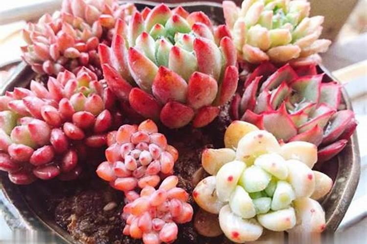 多肉植物施什么肥好