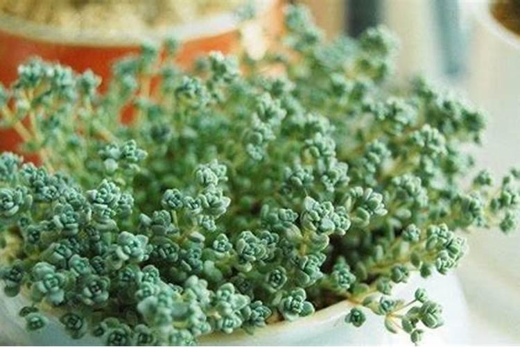 多肉用什么肥料比较好,多肉肥料的选择